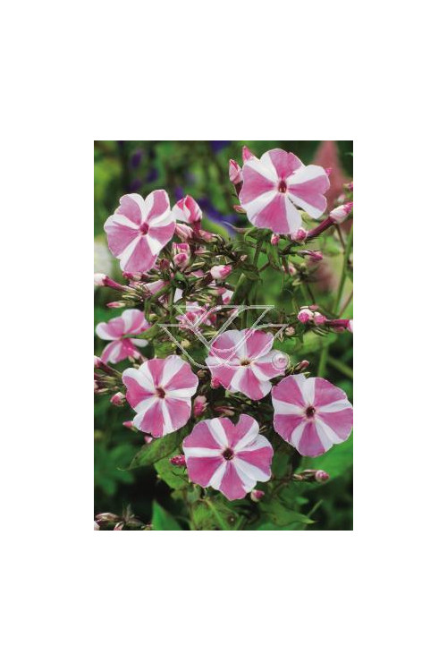 Floks plamisty 'Natasha' Phlox maculata