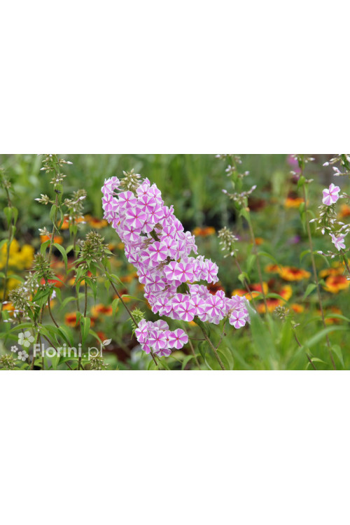 Floks plamisty 'Natasha' Phlox maculata
