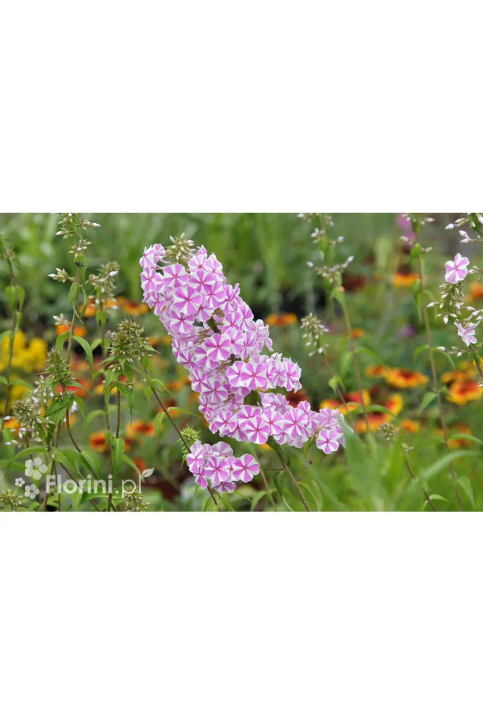 Floks plamisty 'Natasha' Phlox maculata