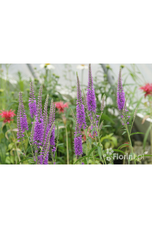 Przetacznik długolistny 'Eveline' Veronica longifolia