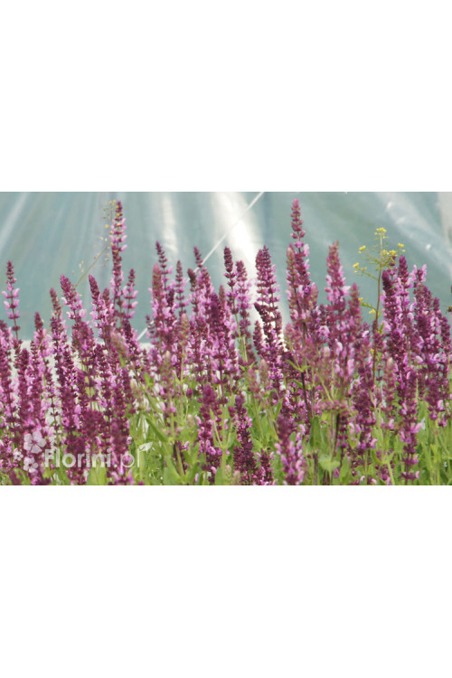 szałwia, szałwia omszona, szałwia Rose Queen