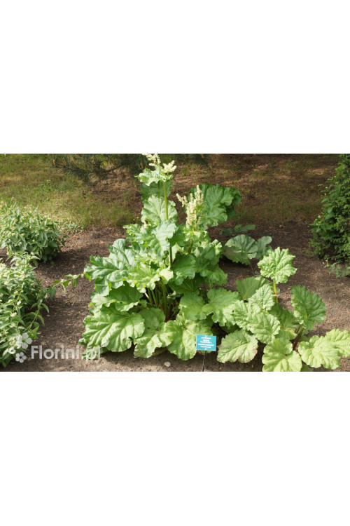 Rabarbar dłoniasty (Rzewień kędzierzawy) | Rheum rabarbarum