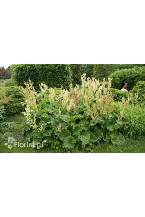 Rabarbar dłoniasty (Rzewień kędzierzawy) | Rheum rabarbarum