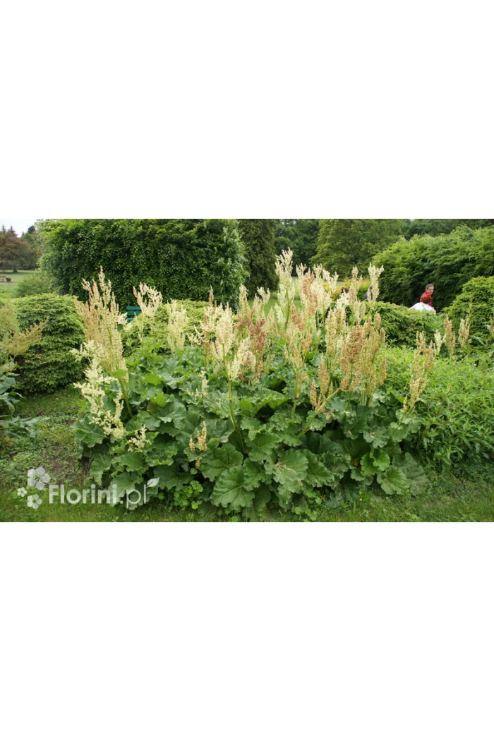 Rabarbar dłoniasty (Rzewień kędzierzawy) | Rheum rabarbarum