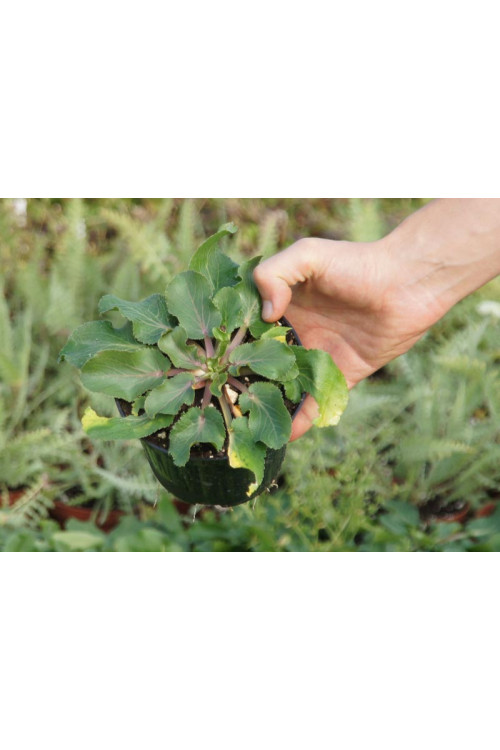 Mikołajek płaskolistny 'Blaukappe' Eryngium planum
