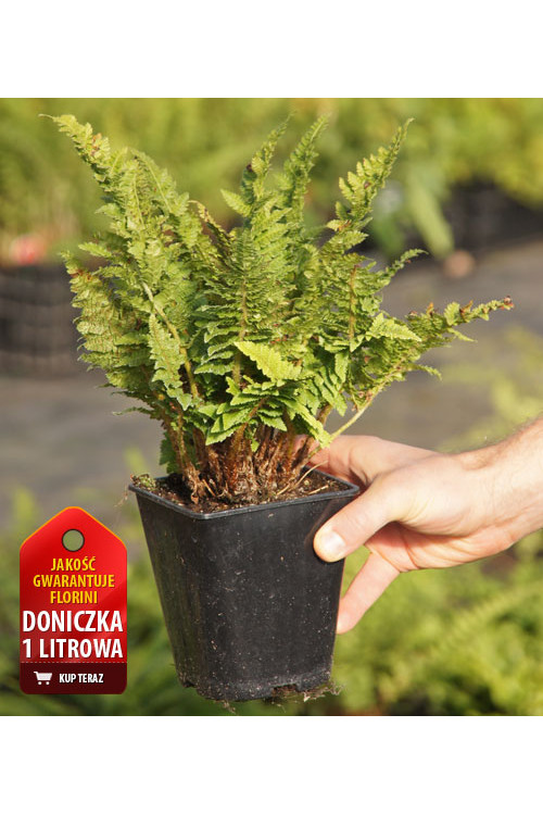 Paprotnik szczecinkozębny 'Congestum' | Polystichum setiferum