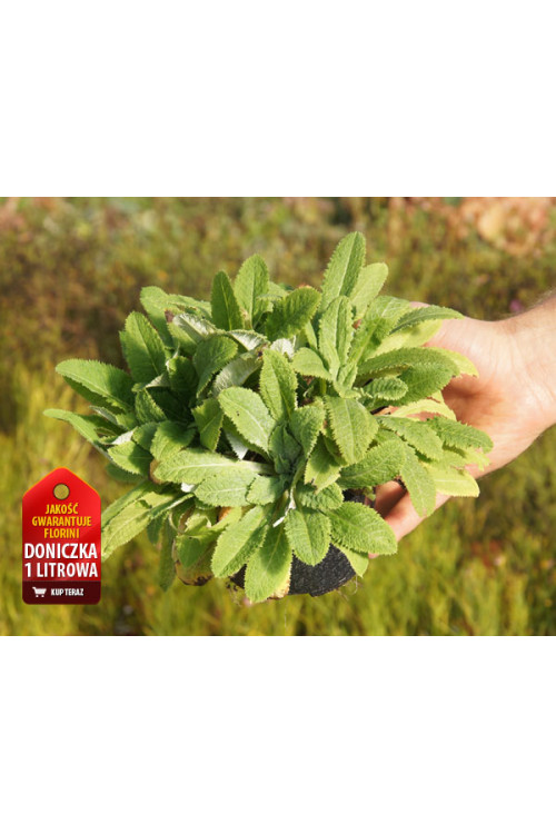 Pierwiosnek główkowaty Primula capitata ssp. Moreana