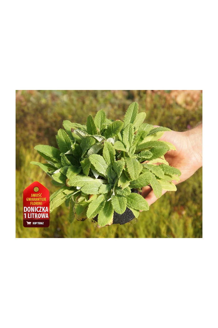 Pierwiosnek główkowaty Primula capitata ssp. Moreana