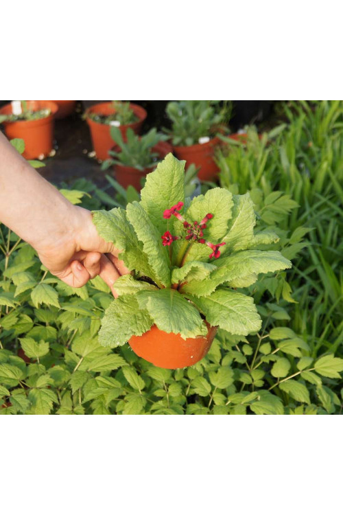 Pierwiosnek japoński 'Miller's Crimson' | Primula japonica