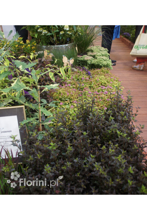 Pęcherznica kalinolistna 'Little Devil' ('Donna May') | Physocarpus opulifolius