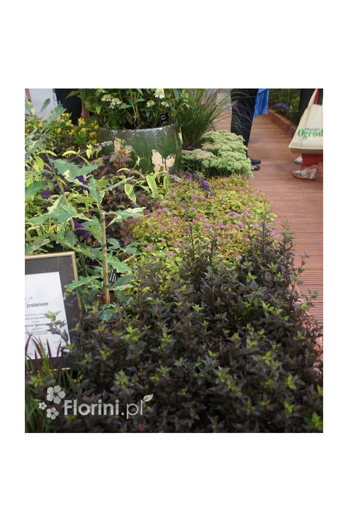 Pęcherznica kalinolistna 'Little Devil' ('Donna May') | Physocarpus opulifolius