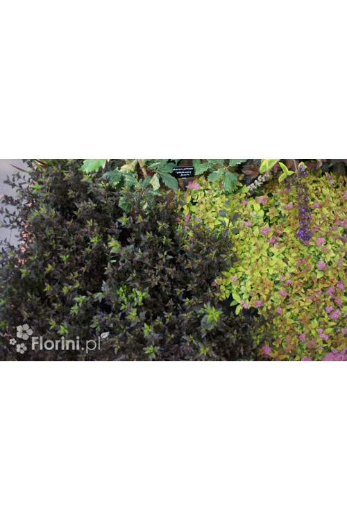 Pęcherznica kalinolistna 'Little Devil' ('Donna May') | Physocarpus opulifolius