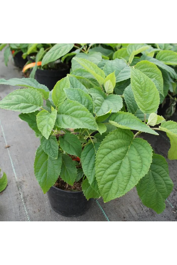 Hortensja drzewiasta 'Pink Anabelle' | Hydrangea arborescens