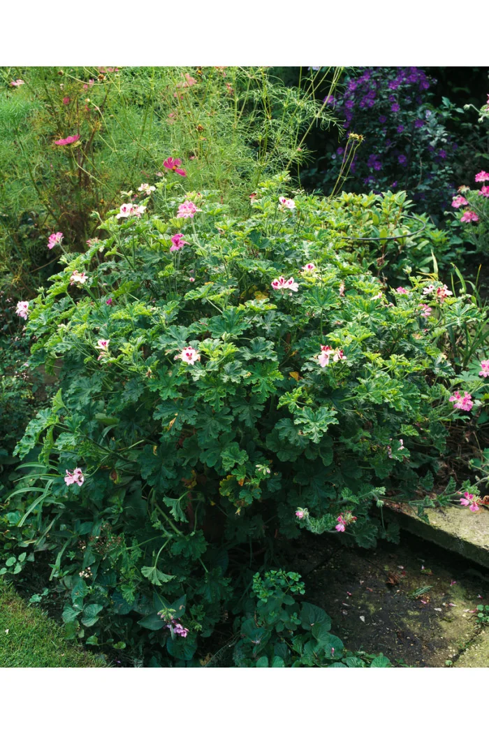 pelargonia zapachowa, pelargonia cytrynowa, pelargonia o zapachu cytryny