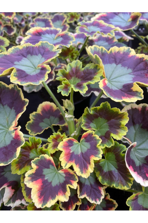 Pelargonia rabatowa 'Mrs Pollock' | Pelargonium zonale