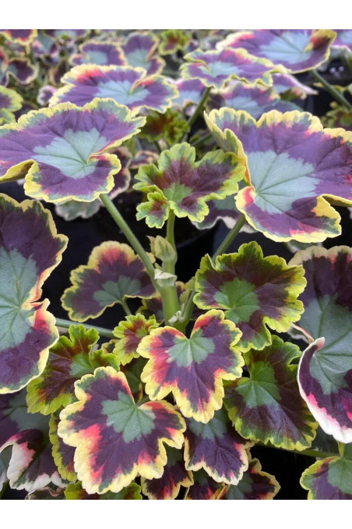 Pelargonia rabatowa 'Mrs Pollock' | Pelargonium zonale