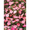 Sunpatiens (Niecierpek) 'Pink Pearl' | Impatiens