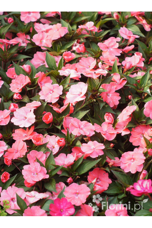 Sunpatiens (Niecierpek) 'Pink Pearl' | Impatiens
