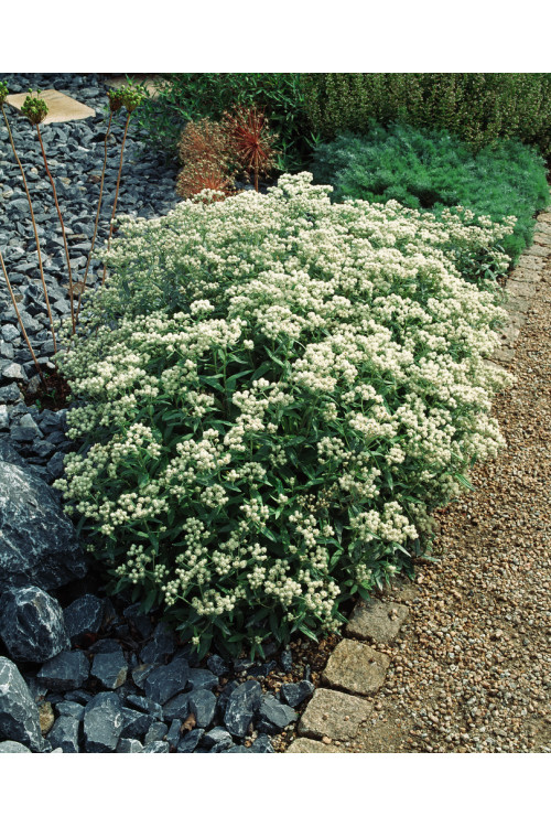 Anafalis trójnerwowy`Sommerschnee' | Anaphalis triplinervis