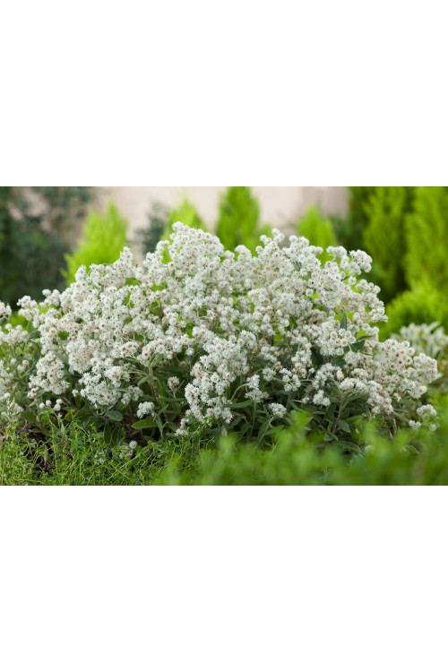 Anafalis trójnerwowy`Sommerschnee' | Anaphalis triplinervis