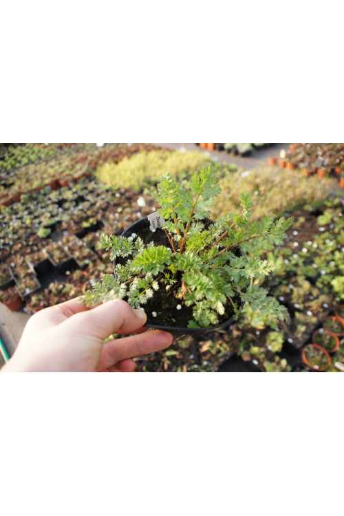 złocień, złocień duro, złocień różowy