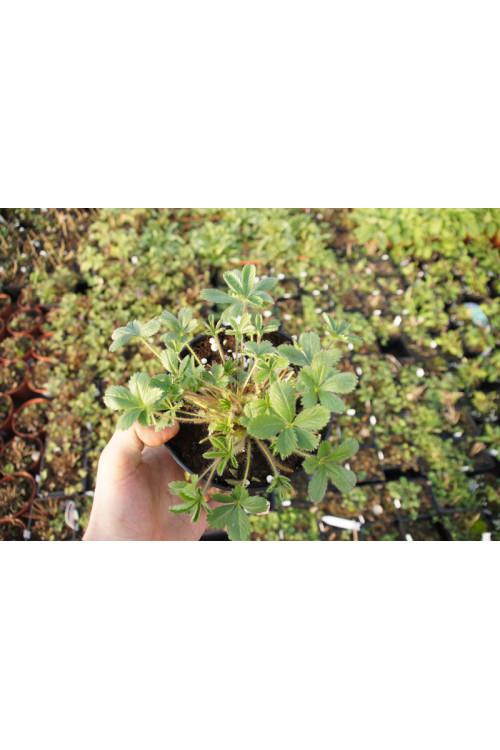 Pięciornik nepalski 'Miss Willmot' Potentilla nepalensis