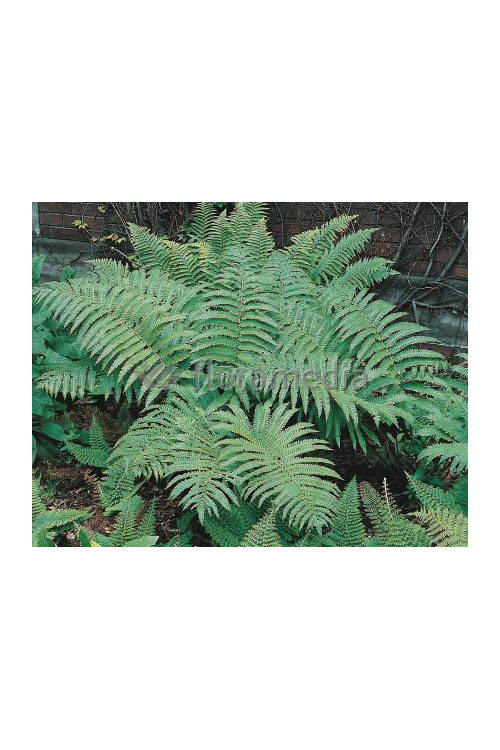 Narecznica mocna | Dryopteris affinis