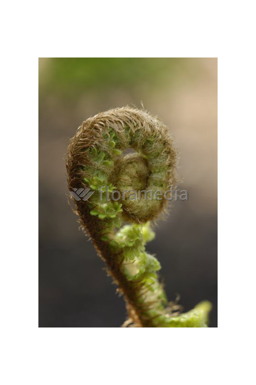 Narecznica mocna | Dryopteris affinis