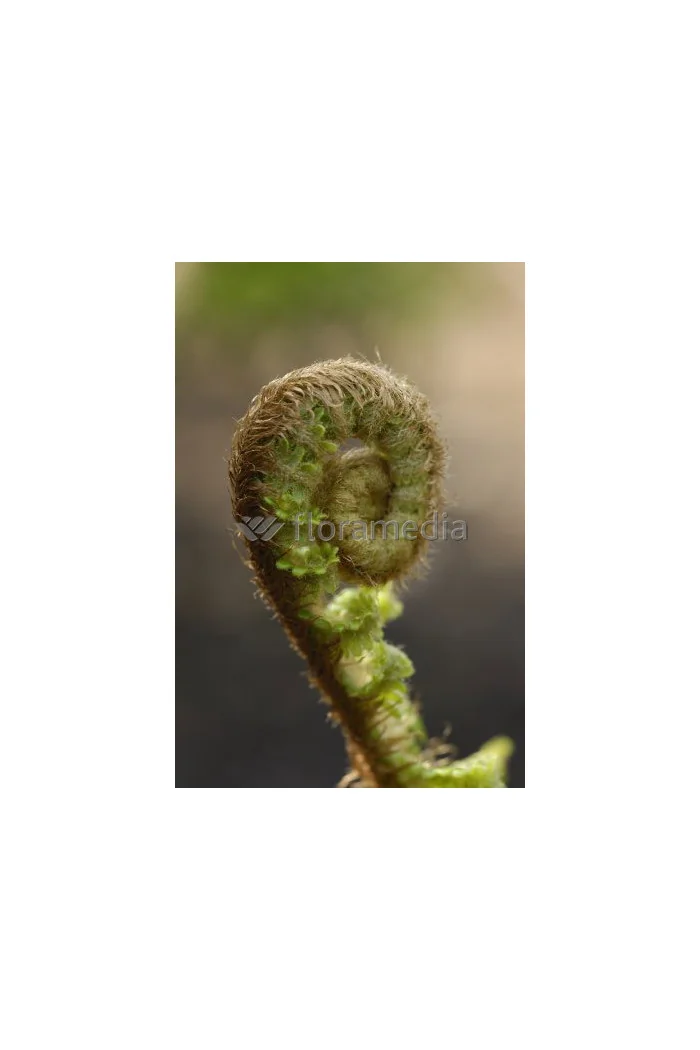 Narecznica mocna | Dryopteris affinis