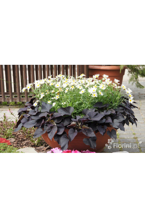 Ipomea ‘Suntory Black Tone’ div class'lat' Ipomea /div