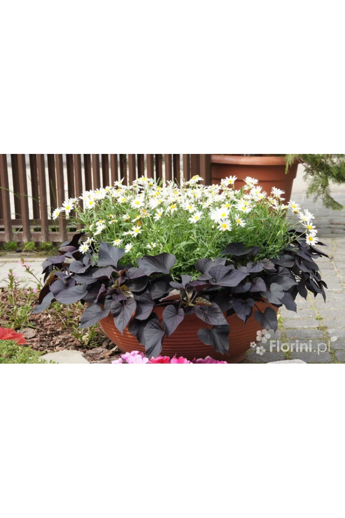 Ipomea ‘Suntory Black Tone’ div class'lat' Ipomea /div