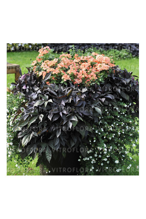 Ipomea ‘Bright Ideas Black’ div class'lat' Ipomea /div