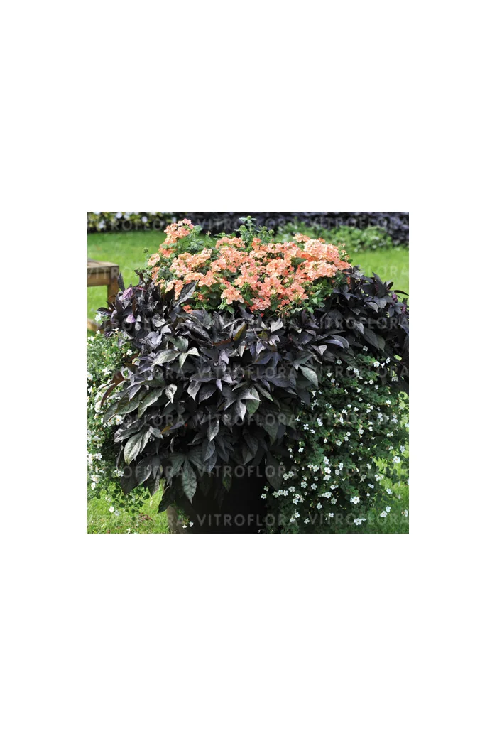 Ipomea ‘Bright Ideas Black’ div class'lat' Ipomea /div