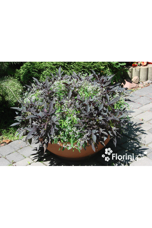 Ipomea ‘Bright Ideas Black’ div class'lat' Ipomea /div