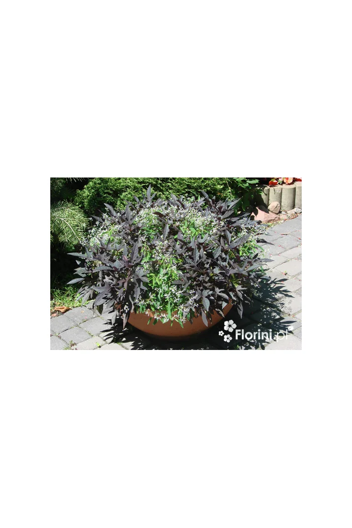 Ipomea ‘Bright Ideas Black’ div class'lat' Ipomea /div