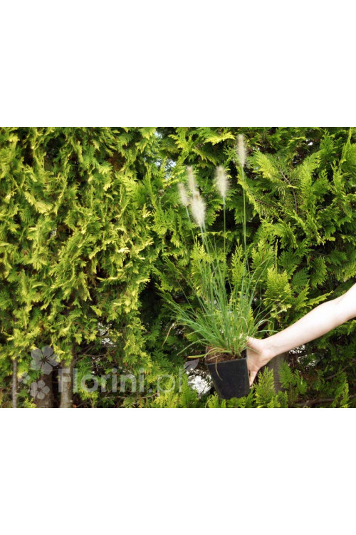 Rozplenica japońska 'Hameln' | Pennisetum alopecuroides