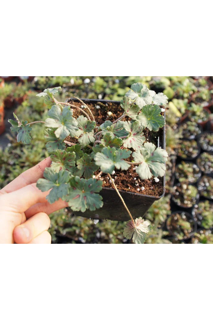 Bodziszek yoshinoi Geranium yoshinoi