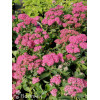Rozchodnik okazały 'Brillant' | Sedum spectabile