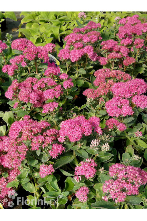 Rozchodnik okazały 'Brillant' | Sedum spectabile