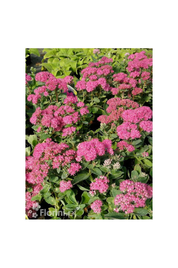 Rozchodnik okazały 'Brillant' | Sedum spectabile
