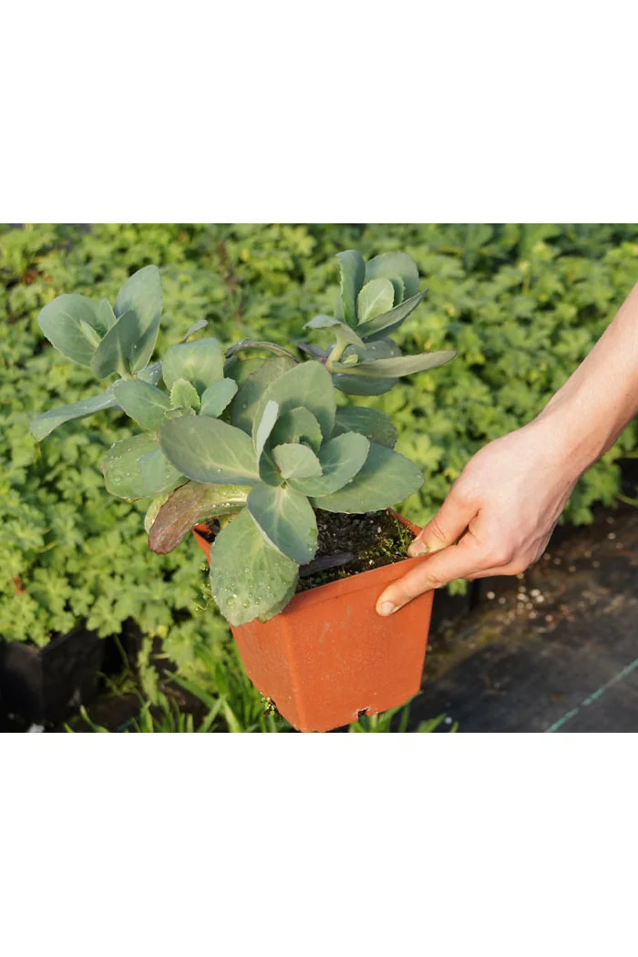 Rozchodnik okazały 'Matrona' | Sedum spectabile