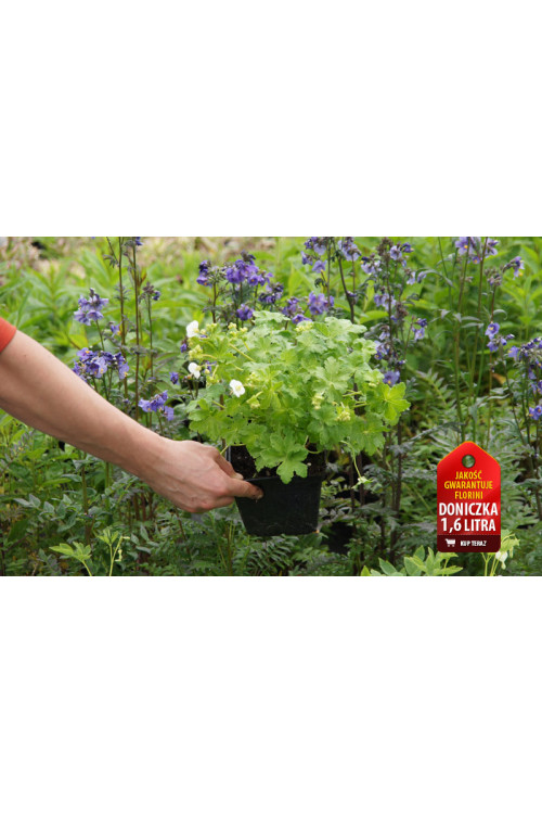 Bodziszek korzeniasty 'White Ness' Geranium macrorrhizum