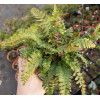 Paprotnik kolczysty | Polystichum aculeatum