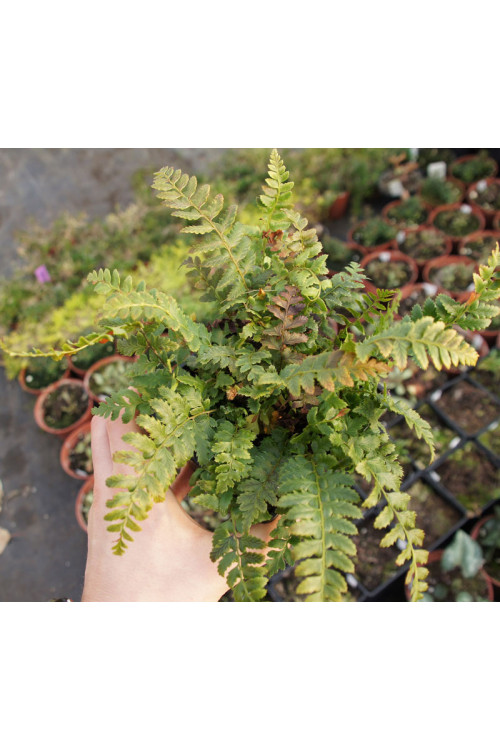 Paprotnik kolczysty | Polystichum aculeatum