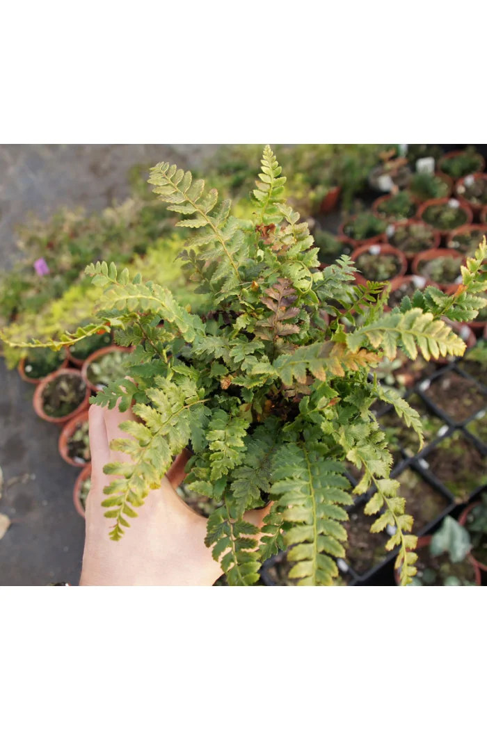 Paprotnik kolczysty | Polystichum aculeatum