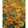 Dzielżan ogrodowy 'Moerheim Beauty' Helenium