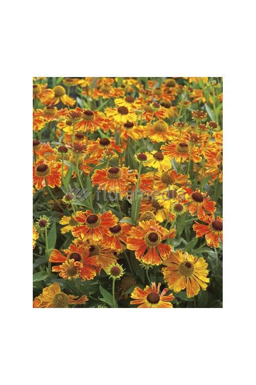 Dzielżan ogrodowy 'Moerheim Beauty' Helenium