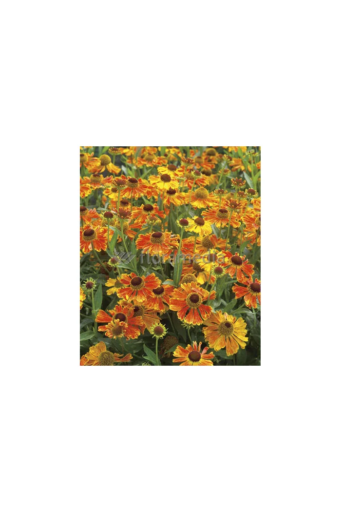 Dzielżan ogrodowy 'Moerheim Beauty' Helenium