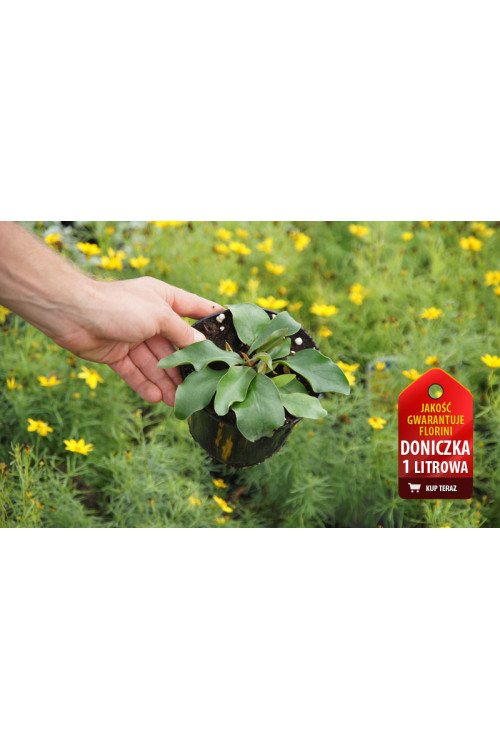 Zatrwian szerokolistny | Limonium latifolium