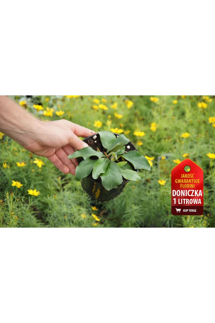 Zatrwian szerokolistny | Limonium latifolium